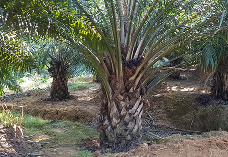 Agricultural land (oil palm plantation)