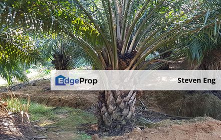 Agricultural land (oil palm plantation), Selangor, Bangi