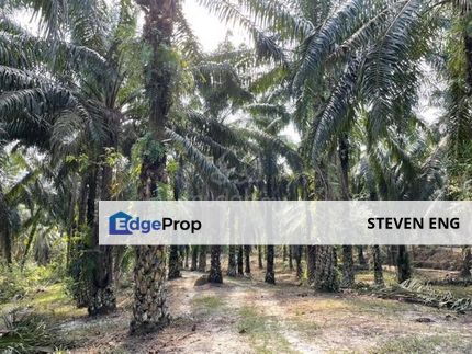 Siputeh Pusing Freehold Agricultural Palm Oil Land For Sale Below Market Price, Perak, Pusing