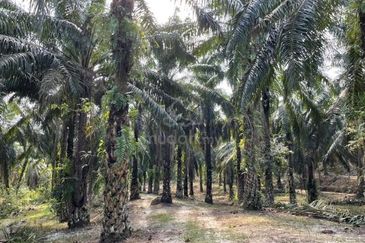Siputeh Pusing Freehold Agricultural Palm Oil Land For Sale Below Market Price