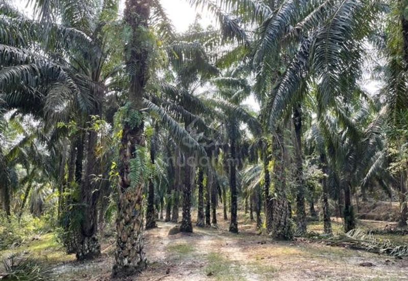 Siputeh Pusing Freehold Agricultural Palm Oil Land For Sale Below Market Price