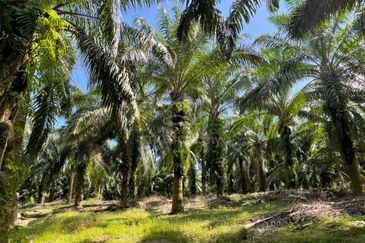 Siputeh Pusing Freehold Agricultural Palm Oil Land For Sale Below Market Price