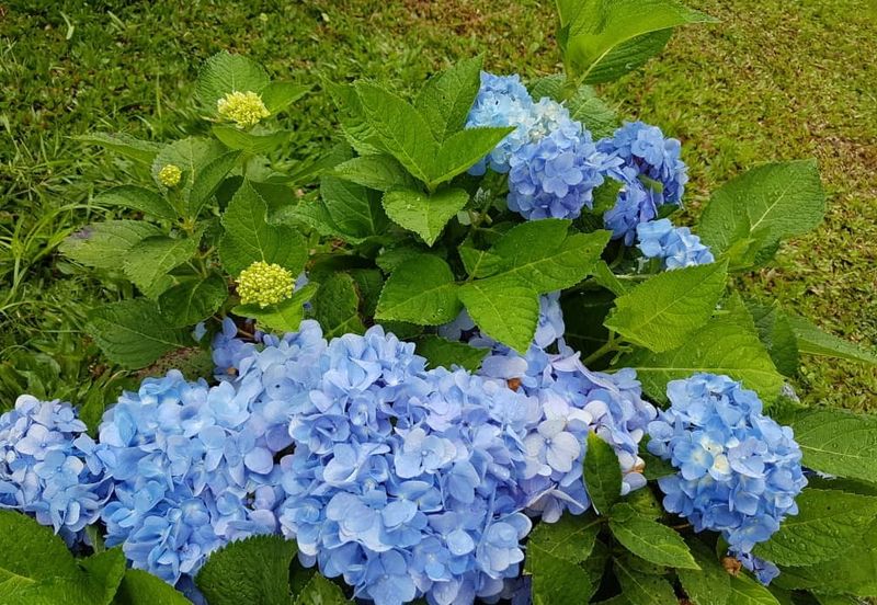 Genting Permai Royale Resort