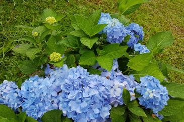 Genting Permai Royale Resort