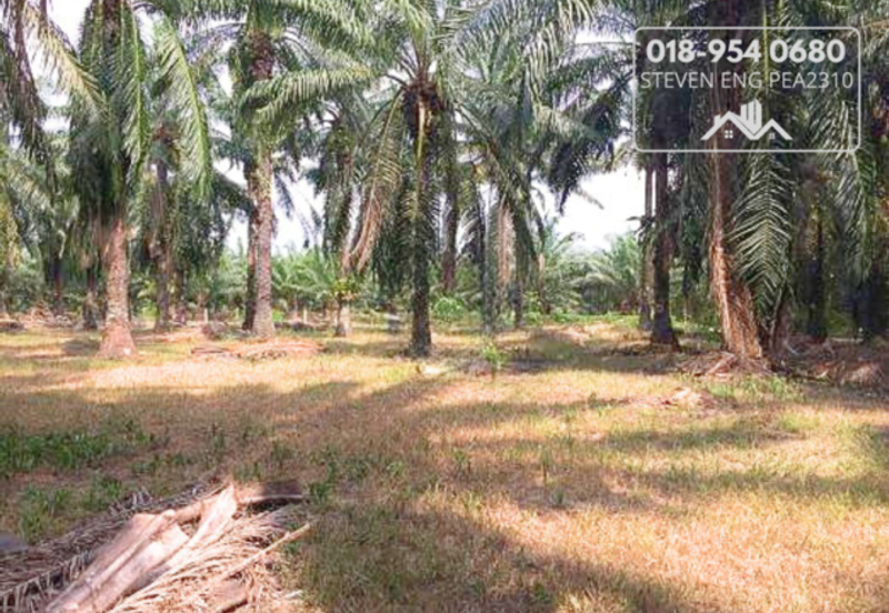 FREEHOLD 4.2 acres Agricultural Land @ Sitiawan, Perak