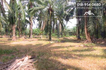  4.2 Acres Agricultural Land Simpang, beside Jalan Taiping Kuala Sepetang