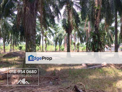  4.2 Acres Agricultural Land Simpang, beside Jalan Taiping Kuala Sepetang, Perak, Taiping