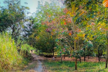 Agricultural Land @ Kuala Kangsar, 10 acres (Sell Below Market Price)