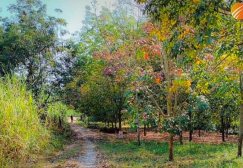 Agricultural Land @ Kuala Kangsar, 10 acres (Sell Below Market Price)