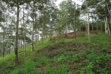 Agricultural Land @ Kuala Kangsar, 10 acres (Sell Below Market Price)