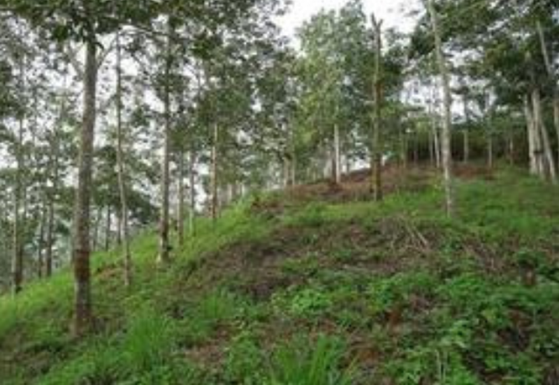 Agricultural Land @ Kuala Kangsar, 10 acres (Sell Below Market Price)