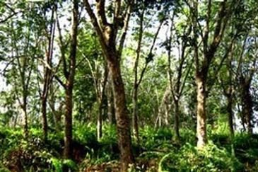 Agricultural Land @ Kuala Kangsar, 10 acres (Sell Below Market Price)