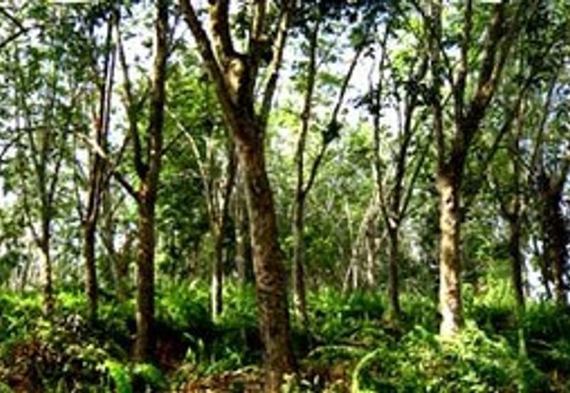 Agricultural Land @ Kuala Kangsar, 10 acres (Sell Below Market Price)