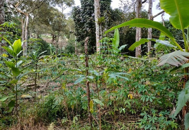 Tapah 2.55acres Agricultural Land For Sale