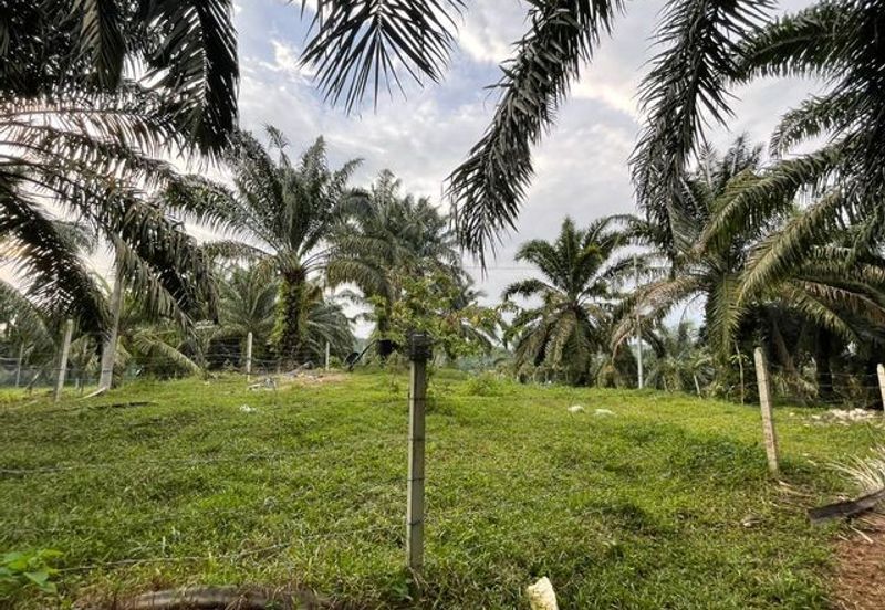 Tanjong Tualang Freehold Agricultural Land, 3.2971acres