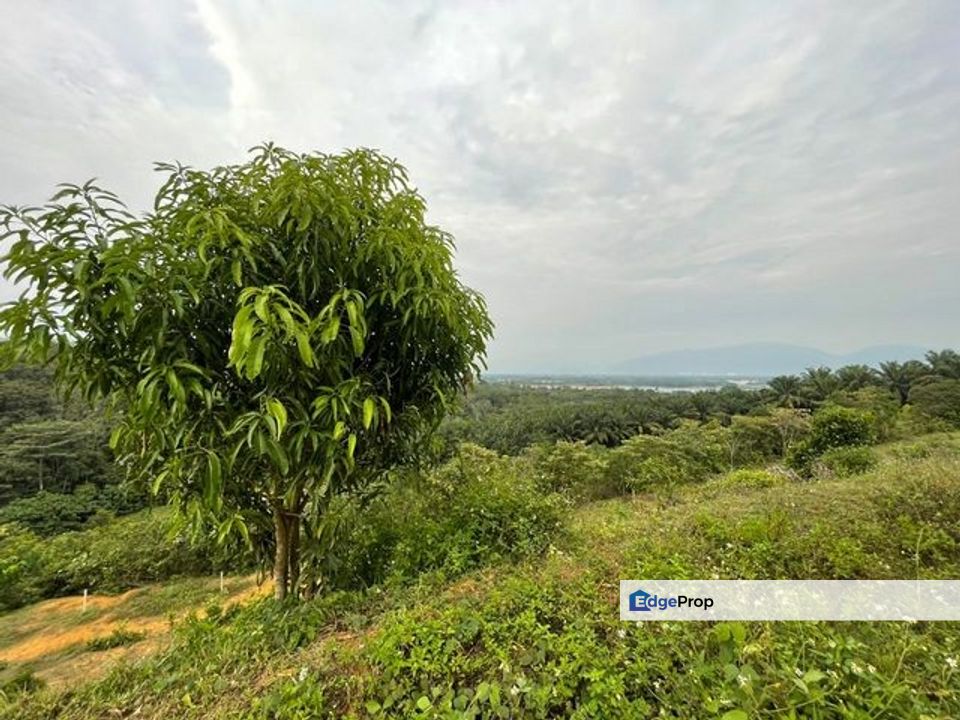 Tanjong Tualang Freehold Agricultural Land, 3.2971acres, Perak, Tanjong Tualang