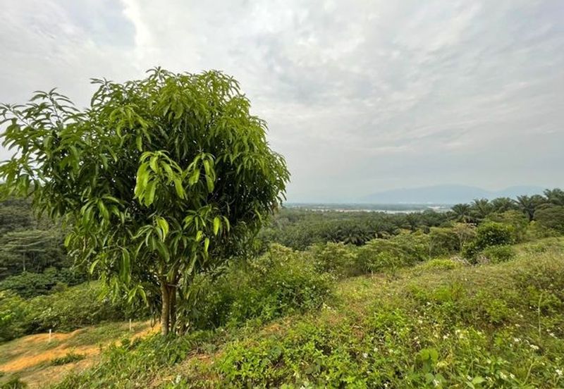 Tanjong Tualang Freehold Agricultural Land, 3.2971acres