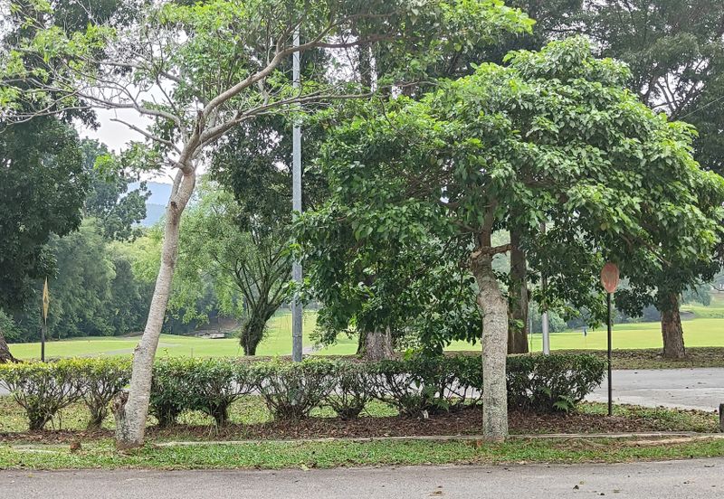 MERU VALLEY RESORT (GOLFVIEW TERRACE)