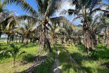 6.25 Acre Flat Land Freehold Beside Main Road Sungkai - Bidor