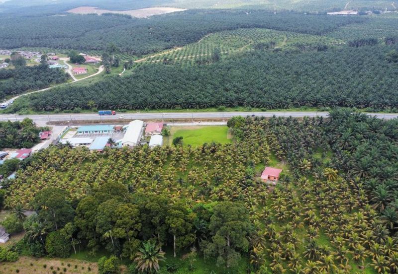 6.25 Acre Flat Land Freehold Beside Main Road Sungkai - Bidor