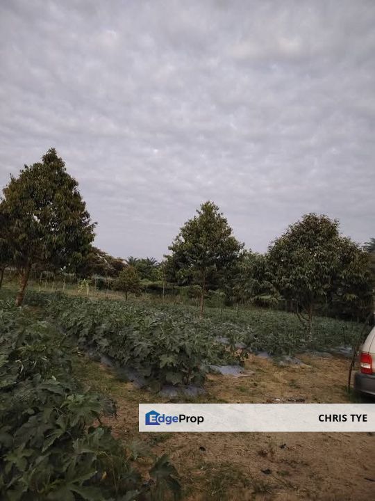 Port Dickson @ AGRICULTURAL LAND, Negeri Sembilan, Port Dickson