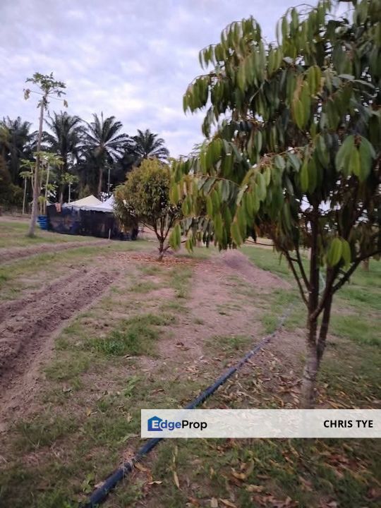 Port Dickson @ AGRICULTURAL LAND, Negeri Sembilan, Port Dickson