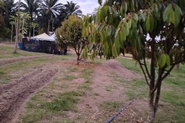 Port Dickson @ AGRICULTURAL LAND