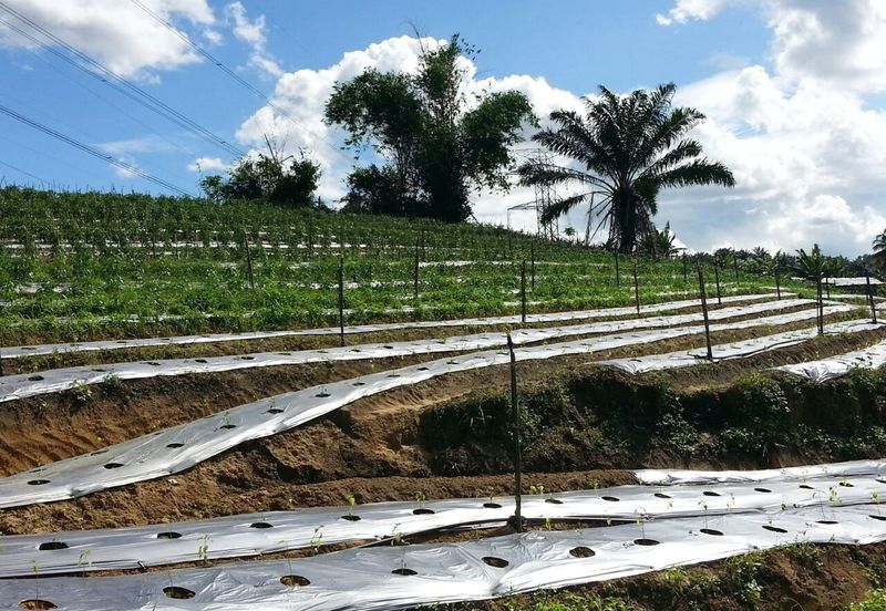 Pelan Tanah ,  Selangor Darul Ehsan For Sale