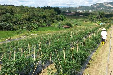 Pelan Tanah ,  Selangor Darul Ehsan For Sale