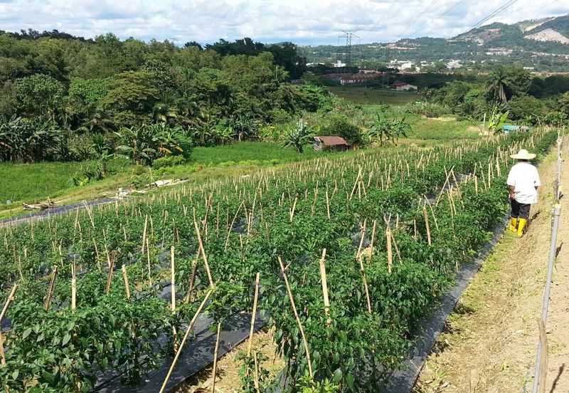 Pelan Tanah ,  Selangor Darul Ehsan For Sale