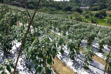 Pelan Tanah ,  Selangor Darul Ehsan For Sale