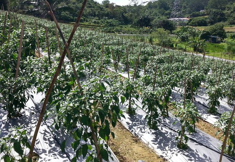 Pelan Tanah ,  Selangor Darul Ehsan For Sale