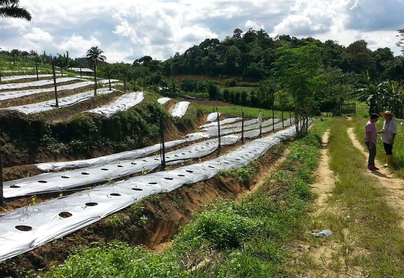 Pelan Tanah ,  Selangor Darul Ehsan For Sale