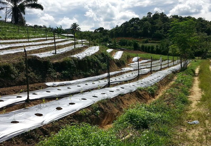 Pelan Tanah ,  Selangor Darul Ehsan For Sale