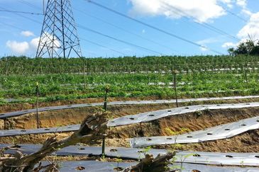 Pelan Tanah ,  Selangor Darul Ehsan For Sale