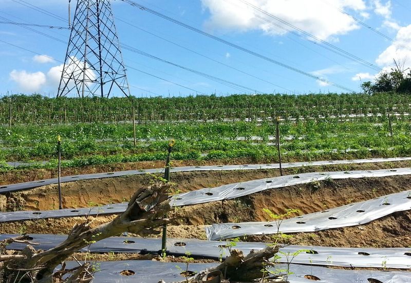 Pelan Tanah ,  Selangor Darul Ehsan For Sale