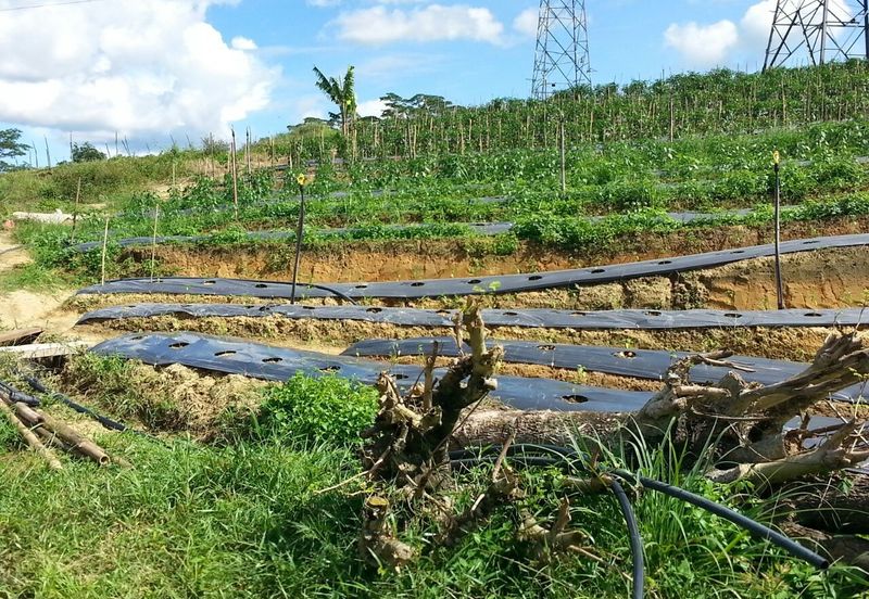 Pelan Tanah ,  Selangor Darul Ehsan For Sale