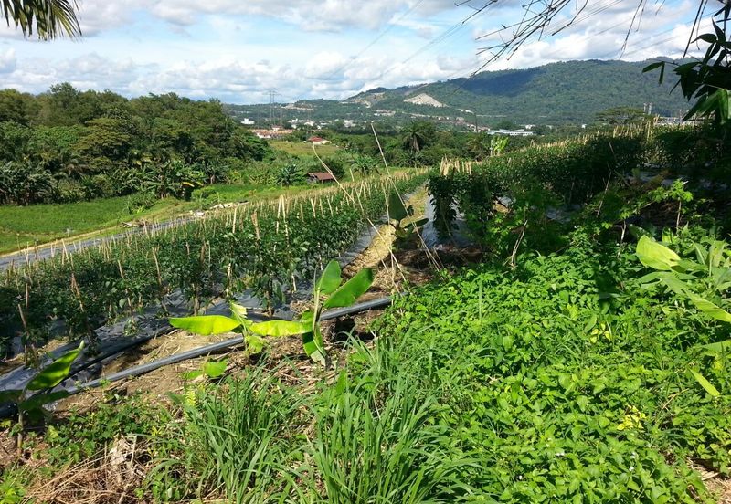 Pelan Tanah ,  Selangor Darul Ehsan For Sale