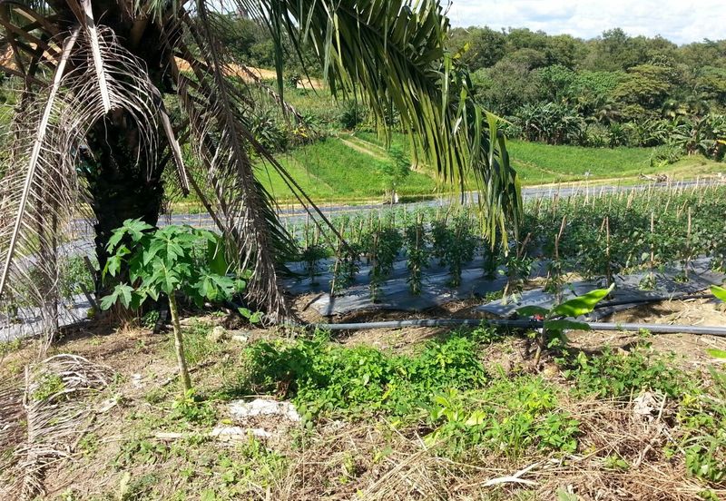 Pelan Tanah ,  Selangor Darul Ehsan For Sale