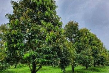 Durian land Karak Main Road, Bentong Gated, Full infra