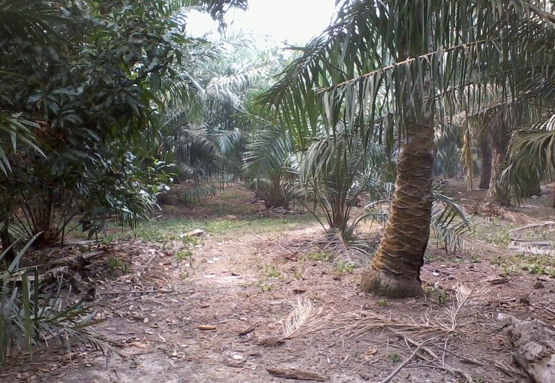 Alam Impian