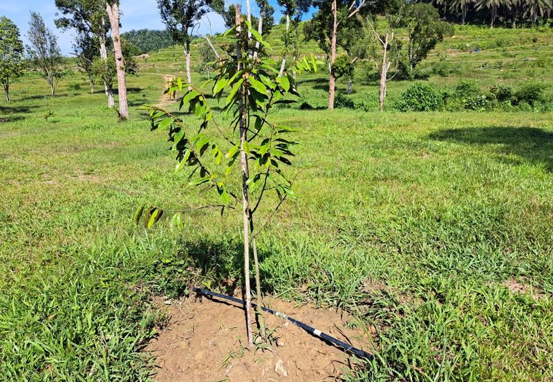 Kerling Industrial Land