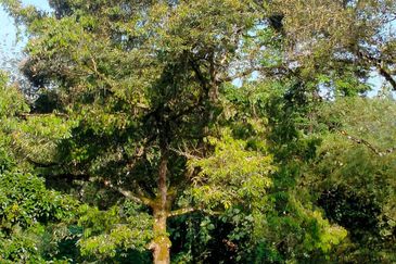 Raub Agricultural land for sale at pahang