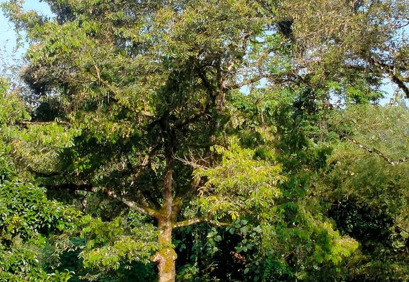 Raub Agricultural land for sale at pahang