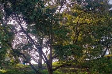 Raub Agricultural land for sale at pahang