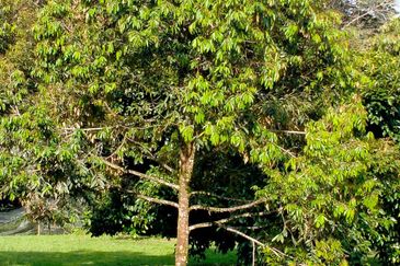 Raub Agricultural land for sale at pahang