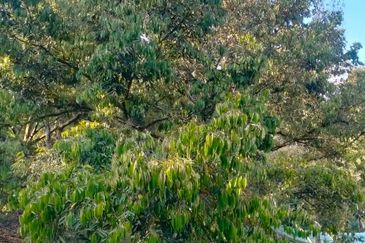 Raub Agricultural land for sale at pahang