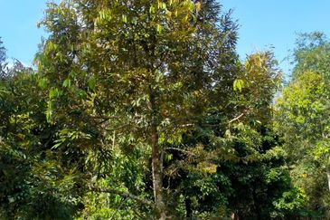 Raub Agricultural land for sale at pahang