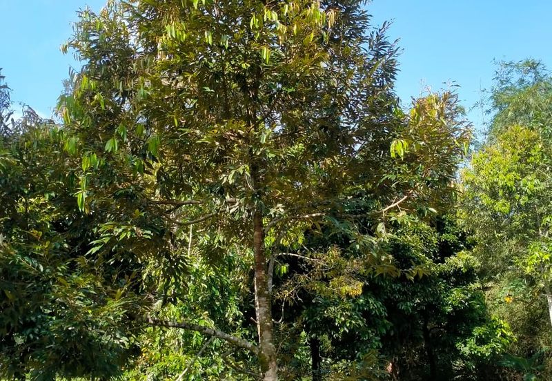 Raub Agricultural land for sale at pahang