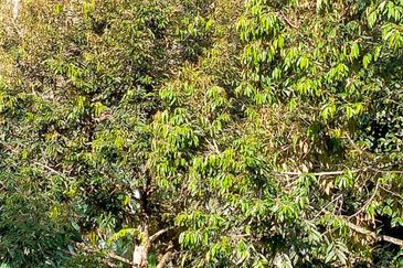 Raub Agricultural land for sale at pahang